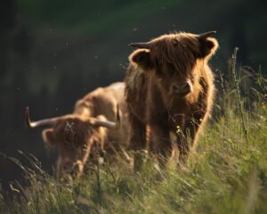 Animal flow edzés – mozgás mint játék