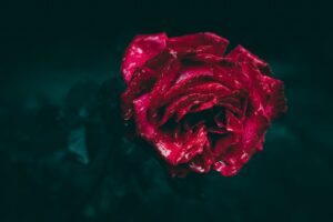 A kortárs költészet hódító útja a TikTok generáció körében