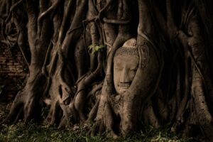 Erdei meditációs helyek felfedezése
