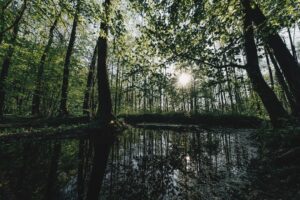 Erdei meditációs helyek felfedezése