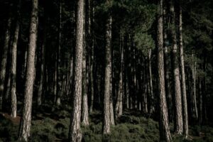 Erdei meditációs helyek felfedezése