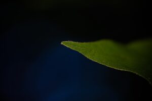 A mesterséges fotoszintézis jövője