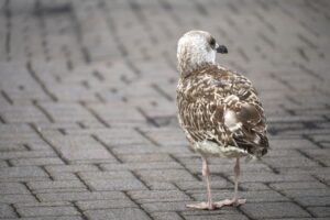 Állati viselkedés érdekességek – mit miért csinálnak?