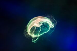 Gondolatok nyoma az agyban – neuroképek értelmezése