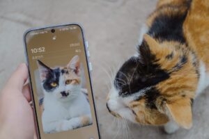 Macskák titkos jelei – hogyan kommunikálnak velünk?