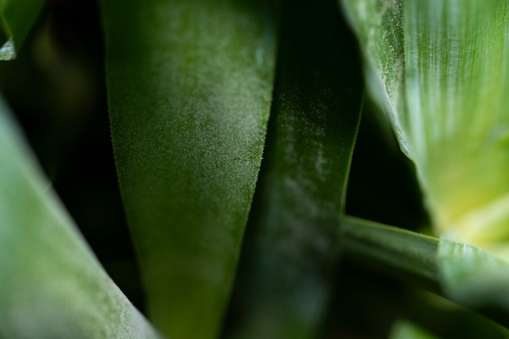 Növények, amik feldobják a belső teret