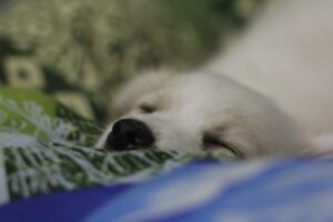 Alvásminőség javítása természetes módon