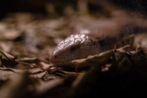 Ritka, de tartható egzotikus állatok bemutatása