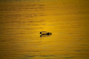 Mikroszennyezők a vízben – mit nem látunk?